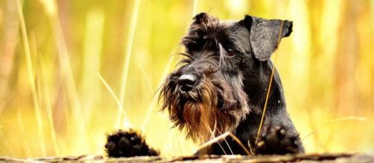 Chien de race