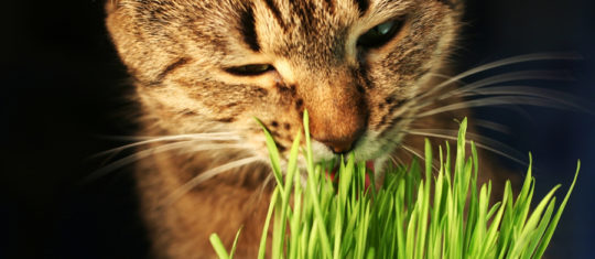 herbe aux chats