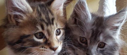 chat Maine Coon,
