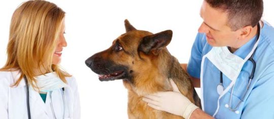 assurance pour son chien