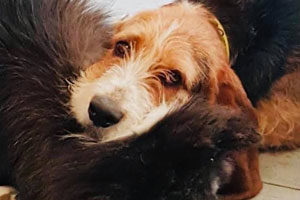 Pension canine familiale à champigny