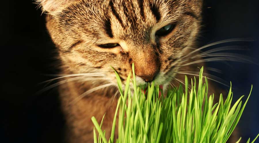 herbe aux chats