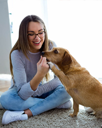 Dog sitter expérimenté