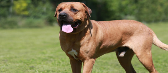 chien de catégorie 2