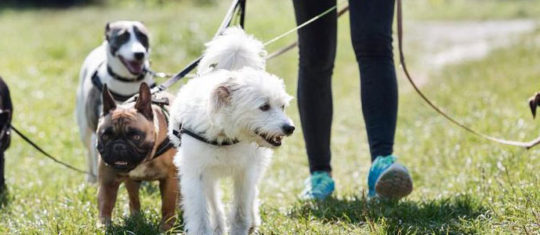 garder des animaux de compagnie