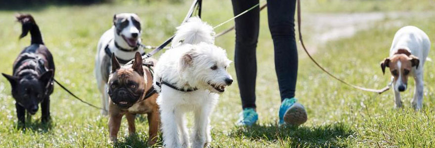 garder des animaux de compagnie