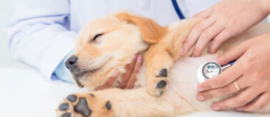 Le métier d’auxiliaire de santé animale