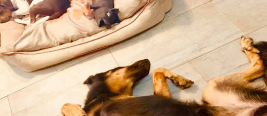 pension pour chien champigny