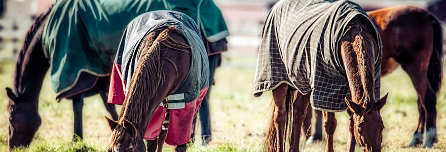 Couvrir son cheval