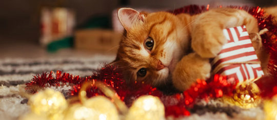 Rendre son chat heureux