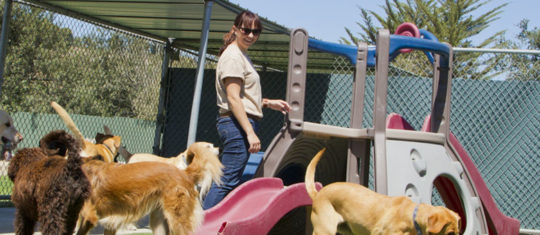 les pensions canines