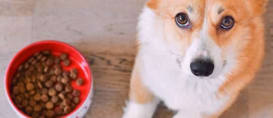 Croquettes pour chien
