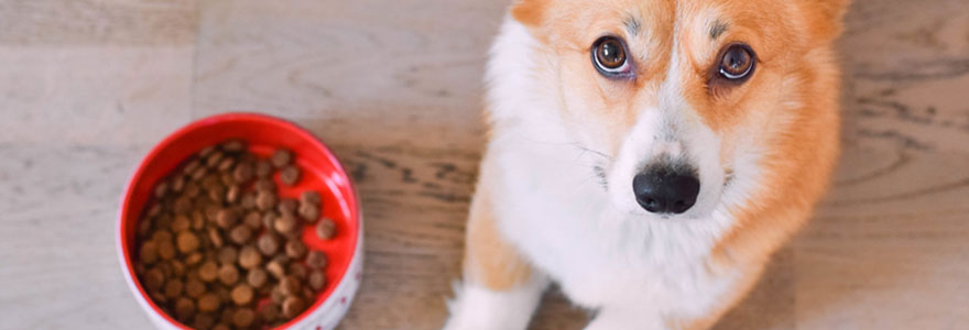 Croquettes pour chien