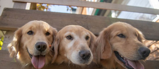 une pension canine