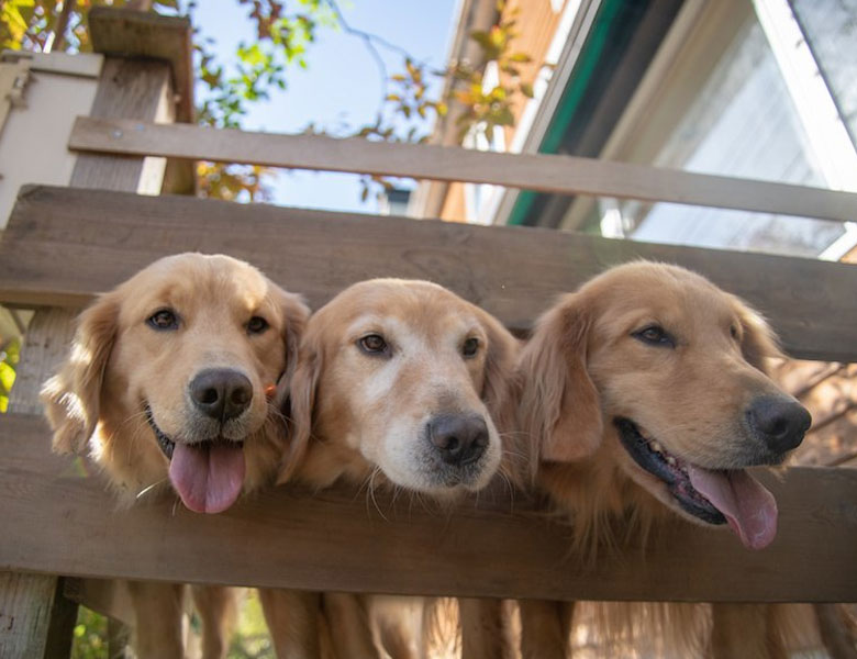 une pension canine