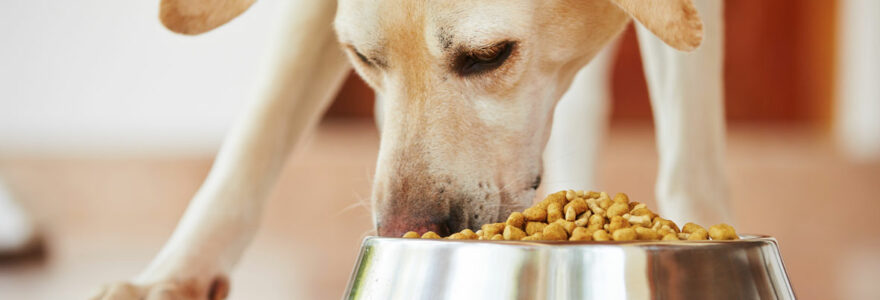 Les besoins nutritionnels du chien